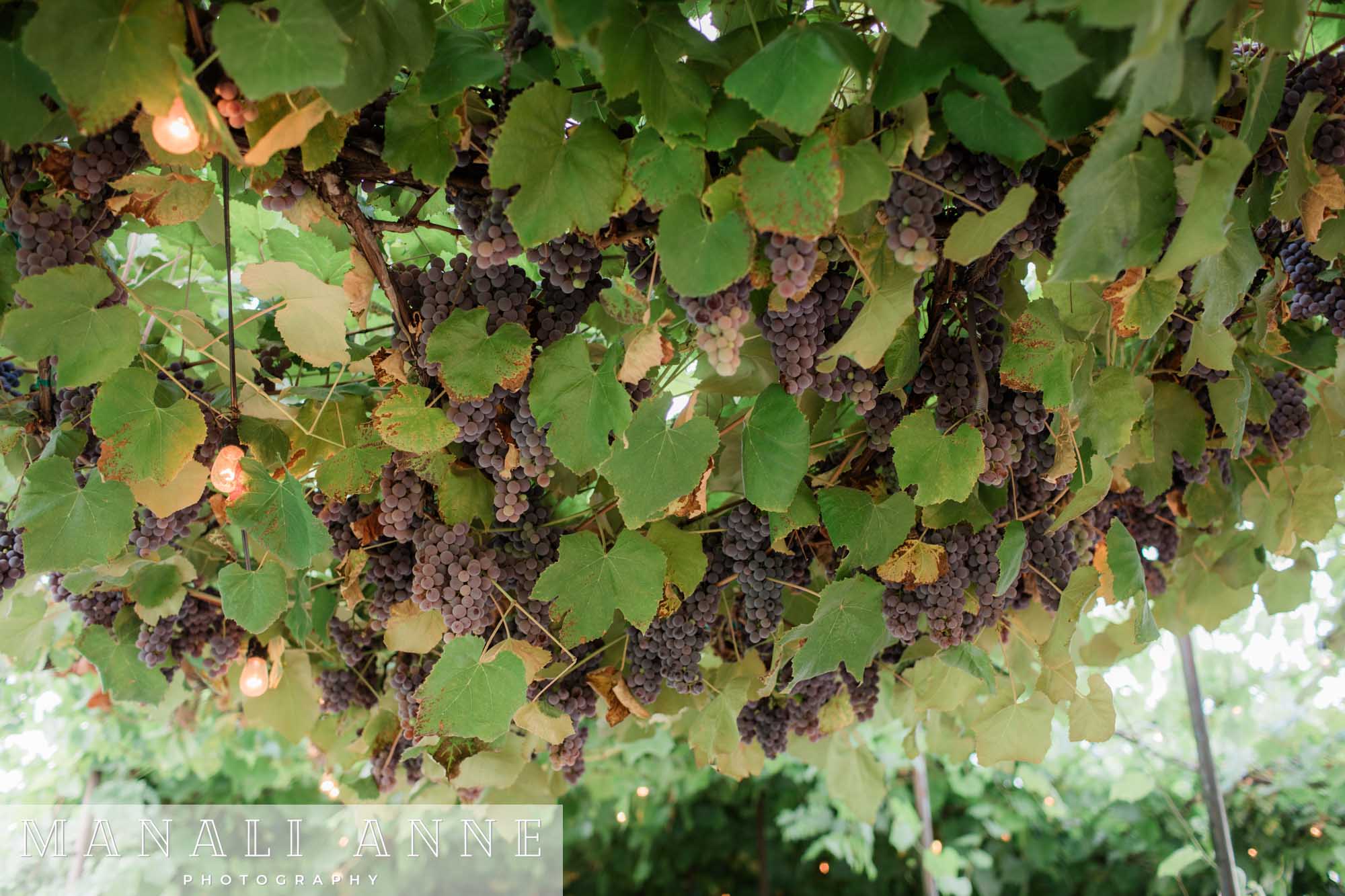 Grape arbor, San Francisco wedding photographer,  Sonoma Wedding, Wine Country Wedding, Sonoma Wedding Photographer, Trentadue Winery Wedding, Wedding Photography Inspiration